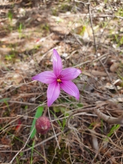 Elythranthera emarginata