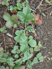 Potentilla stolonifera
