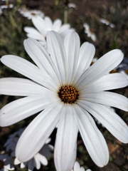 Dimorphotheca pluvialis