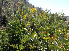 Osyris lanceolata