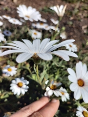 Dimorphotheca pluvialis