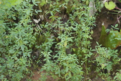Melilotus albus
