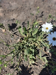 Dimorphotheca pluvialis