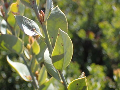 Osyris lanceolata