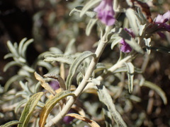 Stachys rugosa