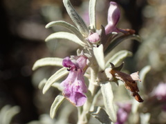 Stachys rugosa