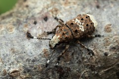 Platystomos albinus