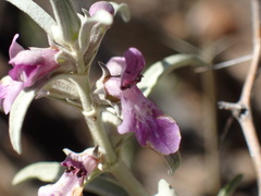 Stachys rugosa