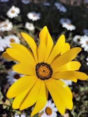 Dimorphotheca pluvialis