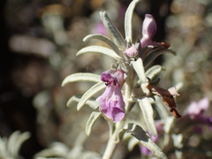 Stachys rugosa