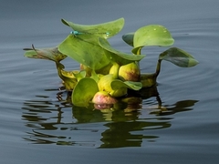 Pontederia crassipes