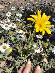 Dimorphotheca pluvialis