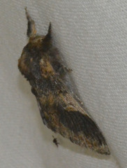 Notodonta tritophus