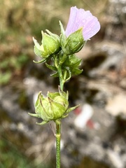 Althaea cannabina