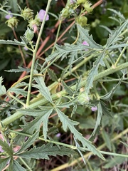 Althaea cannabina