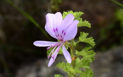 Pelargonium crispum