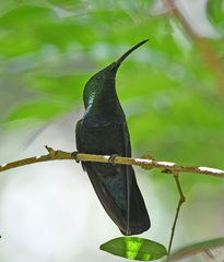 Eulampis holosericeus