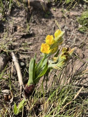 Hypoxis colchicifolia