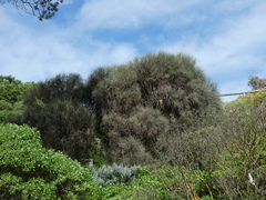 Allocasuarina verticillata