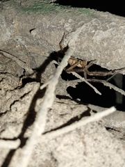 Palystes superciliosus