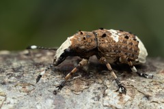 Platystomos albinus