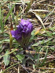 Gentianella aspera