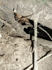 Palystes superciliosus