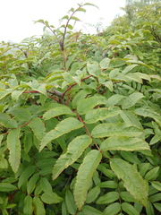 Sorbus sambucifolia