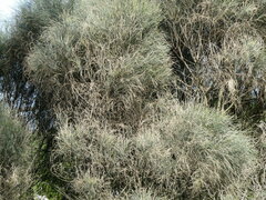 Allocasuarina verticillata