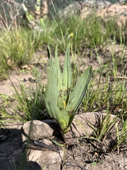 Hypoxis colchicifolia