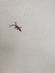 Tarentola mauritanica