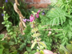Stachys sylvatica