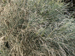 Allocasuarina verticillata