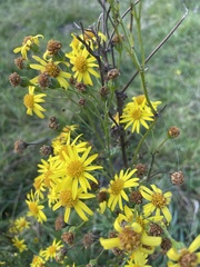 Senecio inaequidens