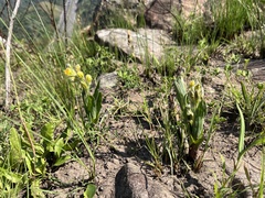 Hypoxis colchicifolia