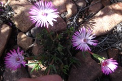 Lampranthus filicaulis