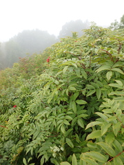 Sorbus sambucifolia