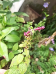 Stachys sylvatica