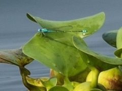Pseudagrion microcephalum