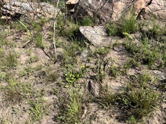 Hypoxis colchicifolia
