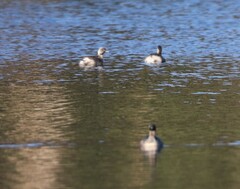 Poliocephalus poliocephalus