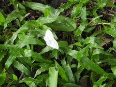 Acropteris ciniferaria