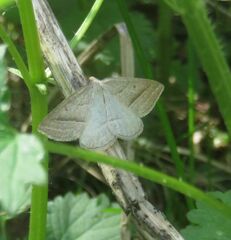 Petrophora chlorosata