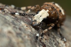 Platystomos albinus