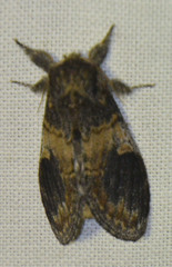 Notodonta tritophus