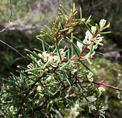Hakea rugosa