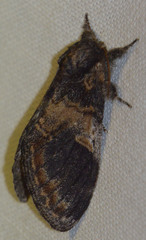 Notodonta tritophus