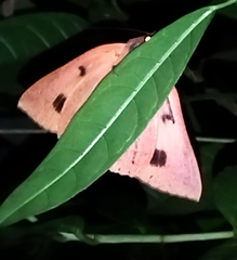 Thyas juno