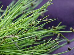 Isolepis