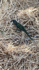 Chamaeleo chamaeleon